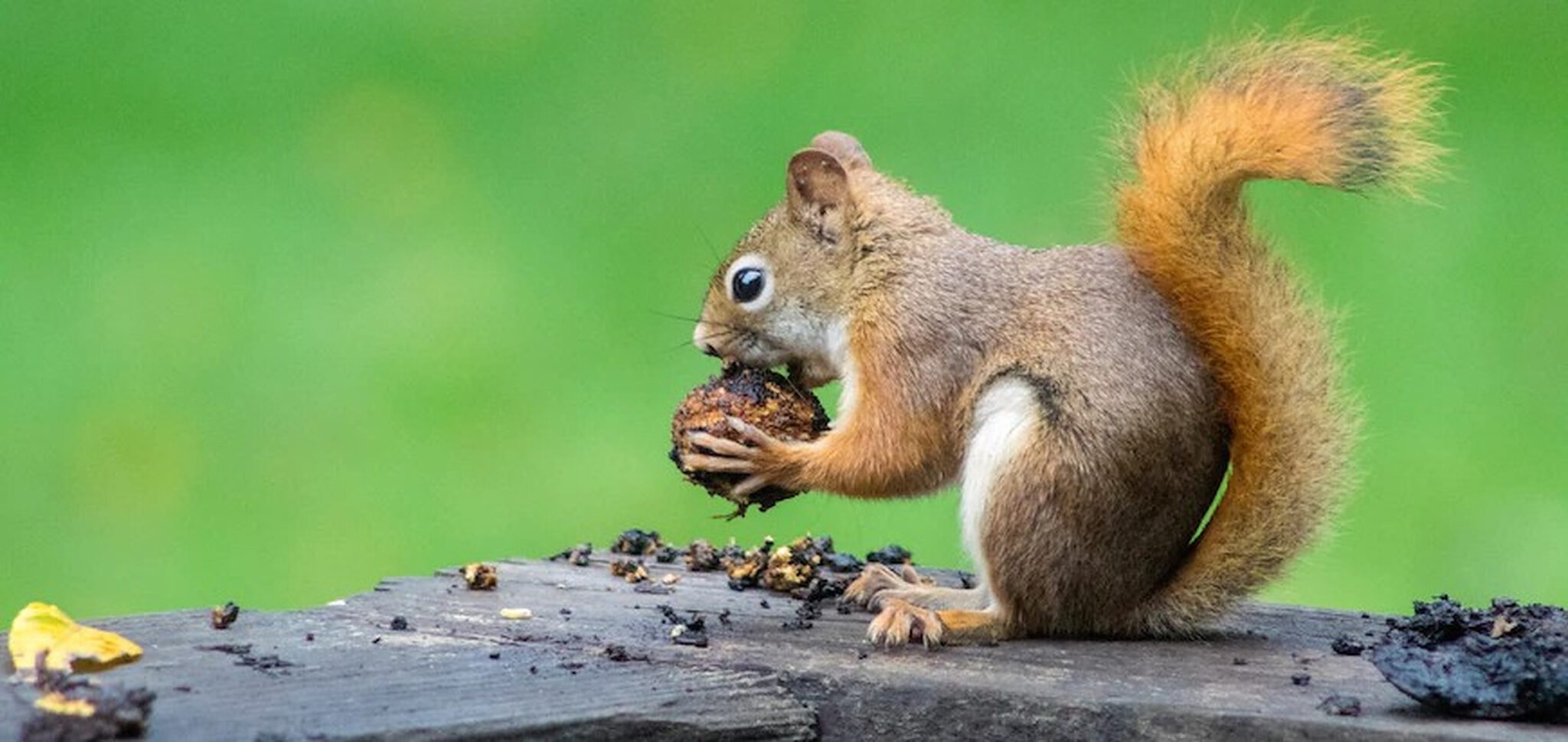 Walnoten eten is gezond